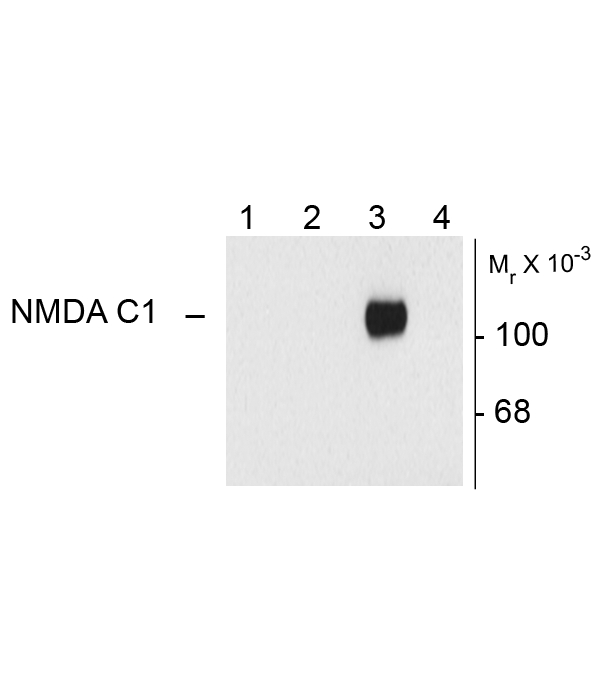 GRIN1 / NMDAR1 Antibody - Western blot of HEK 293 cells expressing: Lane 1 - HEK cells without NR1 expression (Mock); Lane 2 - NR1 subunit containing only the C2 Insert; Lane 3 - NR1 subunit containing the C1 and C2' Insert; Lane 4 - NR1 subunit containing the N1 and C2' Insert showing specific immunolabeling of the ~120k NR1 subunit of the NMDA receptor containing the C1 splice variant insert.