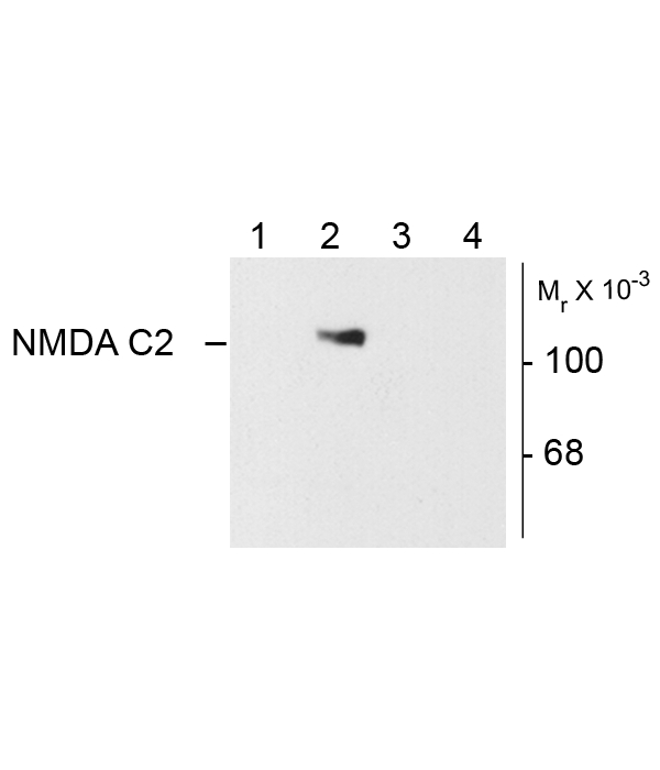 GRIN1 / NMDAR1 Antibody - Western blot of HEK 293 cells showing specific immunolabeling of the ~120k NR1 subunit of the NMDA receptor containing the C2 splice variant insert. Lane 1 - HEK cells without NR1 expression; Lane 2 - NR1 subunit containing only the C2 Insert; Lane 3 - NR1 subunit containing the C1 and C2' insert; Lane 4 - NR1 subunit containing the N1 and C2' insert.