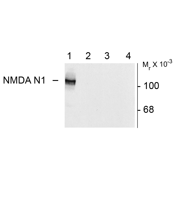 GRIN1 / NMDAR1 Antibody - Western blot of HEK 293 cells expressing: Lane 1 - NR1 subunit containing the N1 and C2' Insert showing specific immunolabeling of the ~120k NR1 subunit of the NMDA receptor containing the N1 splice variant insert.; Lane 2 - NR1 subunit containing only the C2 Insert; Lane 3 - NR1 subunit containing the C1 and C2' Insert; Lane 4 - without NR1 expression (Mock)