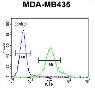 GRIN2A / NMDAR2A / NR2A Antibody - GRIN2A Antibody flow cytometry of MDA-MB435 cells (right histogram) compared to a negative control cell (left histogram). FITC-conjugated goat-anti-rabbit secondary antibodies were used for the analysis.