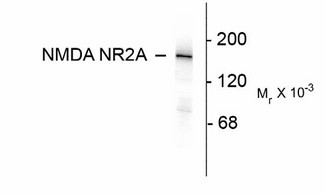 GRIN2A / NMDAR2A / NR2A Antibody - Western Blot of GRIN2A antibody. Western blot of 10 ug of rat hippocampal lysate showing specific immunolabeling of ~180k NR2A subunit of the NMDA receptor