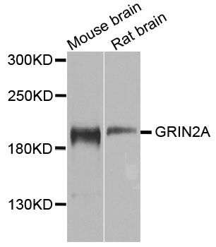 GRIN2A / NMDAR2A / NR2A Antibody - Western blot analysis of extracts of various cell lines, using GRIN2A antibody at 1:1000 dilution. The secondary antibody used was an HRP Goat Anti-Rabbit IgG (H+L) at 1:10000 dilution. Lysates were loaded 25ug per lane and 3% nonfat dry milk in TBST was used for blocking. An ECL Kit was used for detection and the exposure time was 90s.