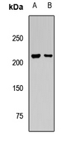 GRIN2A / NMDAR2A / NR2A Antibody