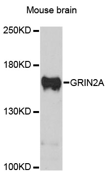 GRIN2A / NMDAR2A / NR2A Antibody - Western blot analysis of extracts of mouse brain, using GRIN2A antibody at 1:3000 dilution. The secondary antibody used was an HRP Goat Anti-Rabbit IgG (H+L) at 1:10000 dilution. Lysates were loaded 25ug per lane and 3% nonfat dry milk in TBST was used for blocking. An ECL Kit was used for detection and the exposure time was 90s.