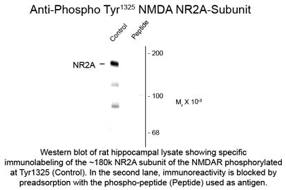 GRIN2A / NMDAR2A / NR2A Antibody