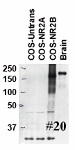 GRIN2B / NMDAR2B / NR2B Antibody - Lysates of rat brain and COS-7 cells transfected with empty, NR2A, and NR2B plasmids