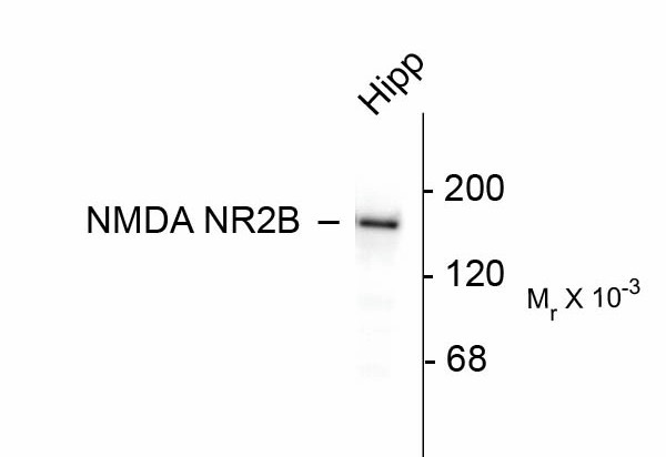 GRIN2B / NMDAR2B / NR2B Antibody - Western Blot of GRIN2B antibody. Western blot of 10 ug of rat hippocampal lysate showing specific immunolabeling of ~180k NR2B subunit of the NMDA receptor