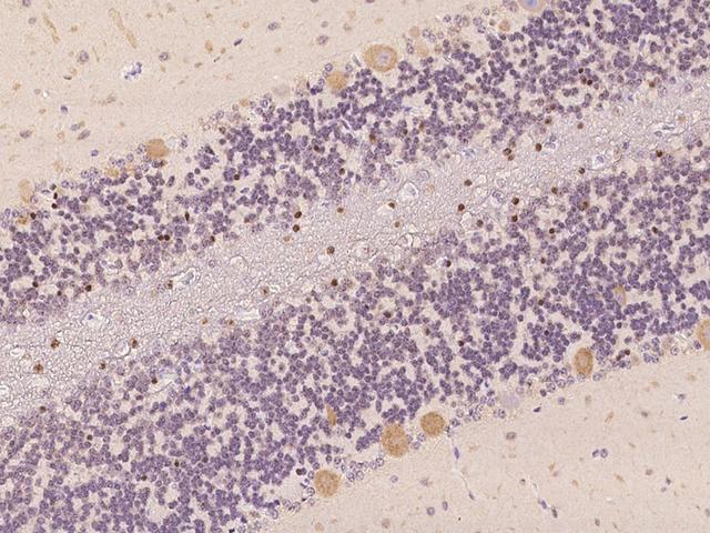 GRIN2B / NMDAR2B / NR2B Antibody - Immunochemical staining of human Grin2b in cynomolgus cerebellum with rabbit polyclonal antibody at 1:100 dilution, formalin-fixed paraffin embedded sections.