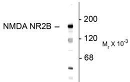GRIN2B / NMDAR2B / NR2B Antibody - Western blot of 10 ug of rat hippocampal lysate showing specific immunolabeling of the ~180k NR213 subunit of the NMDA receptor.