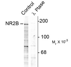 GRIN2B / NMDAR2B / NR2B Antibody - Western blot of rat hippocampal lysate showing specific immunolabeling of the ~180k NR2B subunit of the NMDAR phosphorylated at Tyr1252 (Control). The phosphospecificity of this labeling is shown in the second lane (lambda-phosphatase: lambda phosphatase)