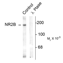 GRIN2B / NMDAR2B / NR2B Antibody - Western blot of rat hippocampal lysate showing specific immunolabeling of the ~180k NR213 subunit of the NMDAR phosphorylated at Tyr 1336 (Control). The phosphospecificity of this labeling is shown in the second lane (lambda-phosphatase: lambda phosphatase.