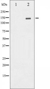 GRIN2B / NMDAR2B / NR2B Antibody - Western blot analysis of NMDAR2B phosphorylation expression in TNF treated Jurkat whole cells lysates. The lane on the left is treated with the antigen-specific peptide.