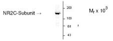 GRIN2C / NMDAR2C / NR2C Antibody - This antibody recognizes the 180 kDa 2A and 2B subunits, however, this blot was done done on the cerebellum of an older animal where there is not much 2A and 2B present. In a younger animal, you will see the 180 kDa band clearly.