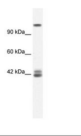 GRIN2C / NMDAR2C / NR2C Antibody - Jurkat Cell Lysate.  This image was taken for the unconjugated form of this product. Other forms have not been tested.
