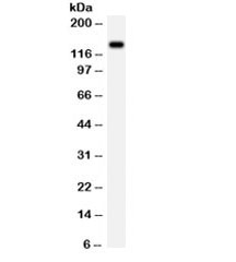 GRIN2C / NMDAR2C / NR2C Antibody