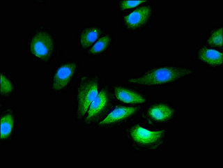 GRIN2C / NMDAR2C / NR2C Antibody - Immunofluorescent analysis of A549 cells using GRIN2C Antibody at a dilution of 1:100 and Alexa Fluor 488-congugated AffiniPure Goat Anti-Rabbit IgG(H+L)