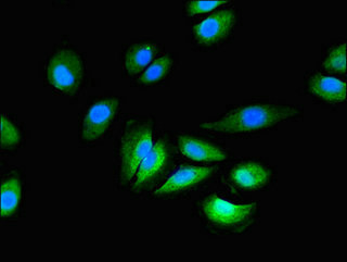 GRIN2C / NMDAR2C / NR2C Antibody - Immunofluorescent analysis of A549 cells using GRIN2C Antibody at dilution of 1:100 and Alexa Fluor 488-congugated AffiniPure Goat Anti-Rabbit IgG(H+L)