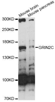 GRIN2C / NMDAR2C / NR2C Antibody - Western blot analysis of extracts of various cell lines, using GRIN2C antibody at 1:1000 dilution. The secondary antibody used was an HRP Goat Anti-Rabbit IgG (H+L) at 1:10000 dilution. Lysates were loaded 25ug per lane and 3% nonfat dry milk in TBST was used for blocking. An ECL Kit was used for detection and the exposure time was 30s.