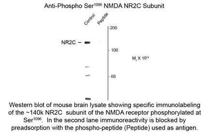 GRIN2C / NMDAR2C / NR2C Antibody