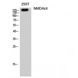 GRIN2D / NMDAR2D / NR2D Antibody - Western blot of NMDAepsilon4 antibody