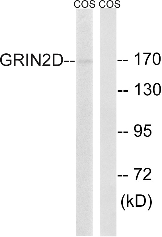 GRIN2D / NMDAR2D / NR2D Antibody - Western blot analysis of lysates from COS7 cells, using GRIN2D Antibody. The lane on the right is blocked with the synthesized peptide.