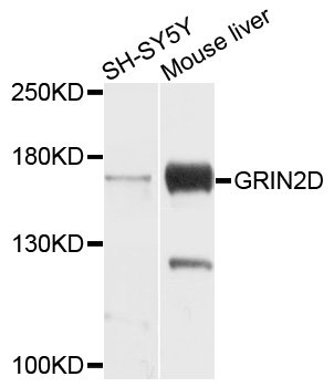GRIN2D / NMDAR2D / NR2D Antibody - Western blot analysis of extracts of various cell lines, using GRIN2D antibody at 1:1000 dilution. The secondary antibody used was an HRP Goat Anti-Rabbit IgG (H+L) at 1:10000 dilution. Lysates were loaded 25ug per lane and 3% nonfat dry milk in TBST was used for blocking. An ECL Kit was used for detection and the exposure time was 60s.