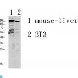 GRIN2D / NMDAR2D / NR2D Antibody - Western blot analysis of various lysate, antibody was diluted at 1000. Secondary antibody was diluted at 1: 20000.