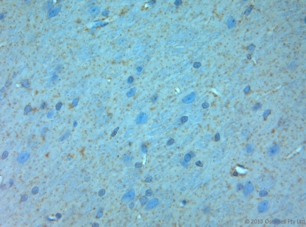 GRIN3A / NR3A Antibody - Rabbit antibody to NMDAR3A (1091-1135). IHC on paraffin sections of rat brain tissue using Rabbit antibody to NMDAR3A (1091-1135). HIER: 1 mM EDTA, pH 8 for 20 min using Thermo PT Module. Blocking: 0.2% LFDM in TBST filtered through a 0.2 micron filter. Detection was done using Novolink HRP polymer from Leica following manufacturer's instructions. Primary antibody: dilution 1:1000, incubated 30 min at RT (using Autostainer). Sections were counterstained with Harris Hematoxylin.