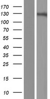 GRIN3A / NR3A Protein - Western validation with an anti-DDK antibody * L: Control HEK293 lysate R: Over-expression lysate
