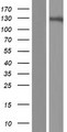 GRIN3A / NR3A Protein - Western validation with an anti-DDK antibody * L: Control HEK293 lysate R: Over-expression lysate