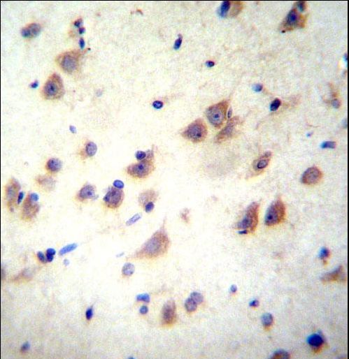 GRIN3B / NR3B Antibody - GRIN3B Antibody immunohistochemistry of formalin-fixed and paraffin-embedded human brain tissue followed by peroxidase-conjugated secondary antibody and DAB staining.
