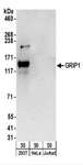 GRIP1 Antibody - Detection of Human GRIP1 by Western Blot. Samples: Whole cell lysate (50 ug) from 293T, HeLa, and Jurkat cells. Antibodies: Affinity purified rabbit anti-GRIP1 antibody used for WB at 0.1 ug/ml. Detection: Chemiluminescence with an exposure time of 3 minutes.
