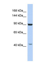 GRIP1 Antibody - GRIP1 antibody Western blot of HepG2 cell lysate. This image was taken for the unconjugated form of this product. Other forms have not been tested.