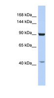 GRIP1 Antibody - GRIP1 antibody Western blot of HepG2 cell lysate. This image was taken for the unconjugated form of this product. Other forms have not been tested.