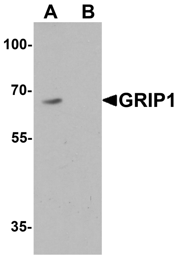 GRIP1 Antibody - Western blot analysis of GRIP1 in HeLa cell lysate with GRIP1 antibody at 1 ug/ml in (A) the absence and (B) the presence of blocking peptide.