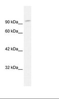 GRIP1 Antibody - Fetal Muscle Lysate.  This image was taken for the unconjugated form of this product. Other forms have not been tested.