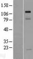 GRIP1 Protein - Western validation with an anti-DDK antibody * L: Control HEK293 lysate R: Over-expression lysate