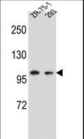 GRIP2 Antibody - GRIP2 Antibody western blot of ZR-75-1,293 cell line lysates (35 ug/lane). The GRIP2 antibody detected the GRIP2 protein (arrow).
