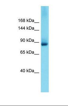 GRIP2 Antibody - Western blot of Mouse Liver. Grip2 antibody dilution 1.0 ug/ml.  This image was taken for the unconjugated form of this product. Other forms have not been tested.