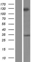 GRIP2 Protein - Western validation with an anti-DDK antibody * L: Control HEK293 lysate R: Over-expression lysate