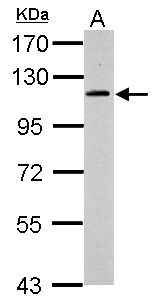 GRIPAP1 / GRASP1 Antibody - Sample (30 ug of whole cell lysate). A: HepG2. 7.5% SDS PAGE. GRIPAP1 antibody diluted at 1:500.