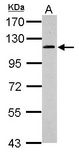 GRIPAP1 / GRASP1 Antibody - Sample (30 ug of whole cell lysate). A: HepG2. 7.5% SDS PAGE. GRIPAP1 antibody diluted at 1:500.