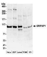GRIPAP1 / GRASP1 Antibody - Detection of human and mouse GRIPAP1 by western blot. Samples: Whole cell lysate (50 µg) from HeLa, HEK293T, Jurkat, mouse TCMK-1, and mouse NIH 3T3 cells prepared using NETN lysis buffer. Antibody: Affinity purified rabbit anti-GRIPAP1 antibody used for WB at 0.1 µg/ml. Detection: Chemiluminescence with an exposure time of 3 minutes.