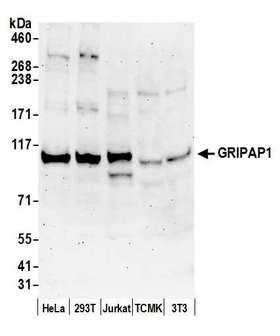 GRIPAP1 / GRASP1 Antibody - Detection of human and mouse GRIPAP1 by western blot. Samples: Whole cell lysate (50 µg) from HeLa, HEK293T, Jurkat, mouse TCMK-1, and mouse NIH 3T3 cells prepared using NETN lysis buffer. Antibody: Affinity purified rabbit anti-GRIPAP1 antibody used for WB at 0.1 µg/ml. Detection: Chemiluminescence with an exposure time of 3 minutes.