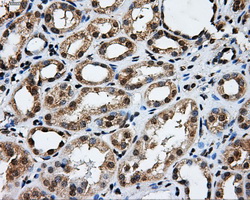 GRIPAP1 / GRASP1 Antibody - Immunohistochemical staining of paraffin-embedded Kidney tissue using anti-GRIPAP1 mouse monoclonal antibody. (Dilution 1:50).