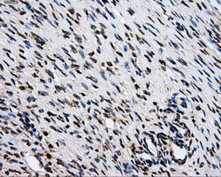 GRIPAP1 / GRASP1 Antibody - Immunohistochemical staining of paraffin-embedded Ovary tissue using anti-GRIPAP1 mouse monoclonal antibody. (Dilution 1:50).