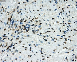 GRIPAP1 / GRASP1 Antibody - Immunohistochemical staining of paraffin-embedded prostate tissue using anti-GRIPAP1 mouse monoclonal antibody. (Dilution 1:50).