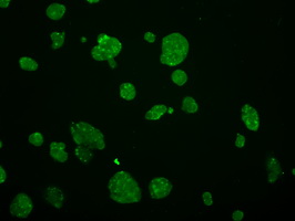 GRIPAP1 / GRASP1 Antibody - Immunofluorescent staining of HepG2 cells using anti-GRIPAP1 mouse monoclonal antibody.
