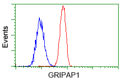 GRIPAP1 / GRASP1 Antibody - Flow cytometric analysis of Hela cells, using anti-GRIPAP1 antibody, (Red) compared to a nonspecific negative control antibody (Blue).