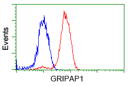 GRIPAP1 / GRASP1 Antibody - Flow cytometric analysis of Jurkat cells, using anti-GRIPAP1 antibody, (Red) compared to a nonspecific negative control antibody (Blue).